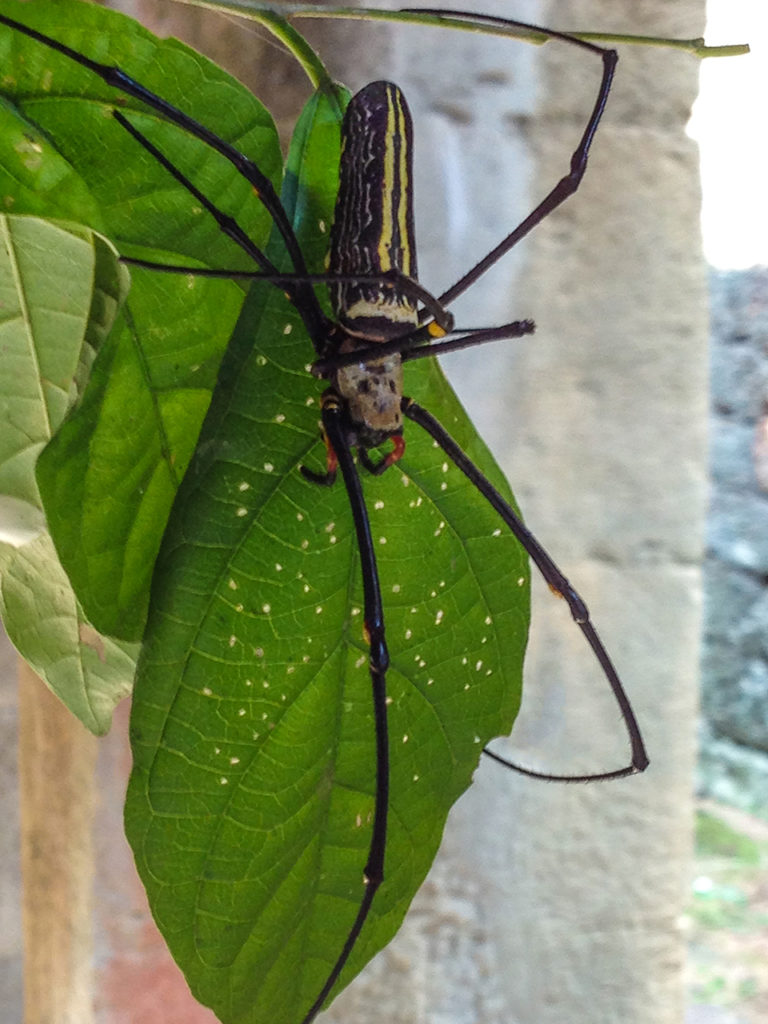 Giant long-legged spider in the ruins of Angkor Wat in Cambodia