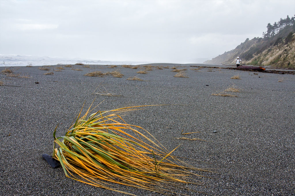 Arcata beach in northern California