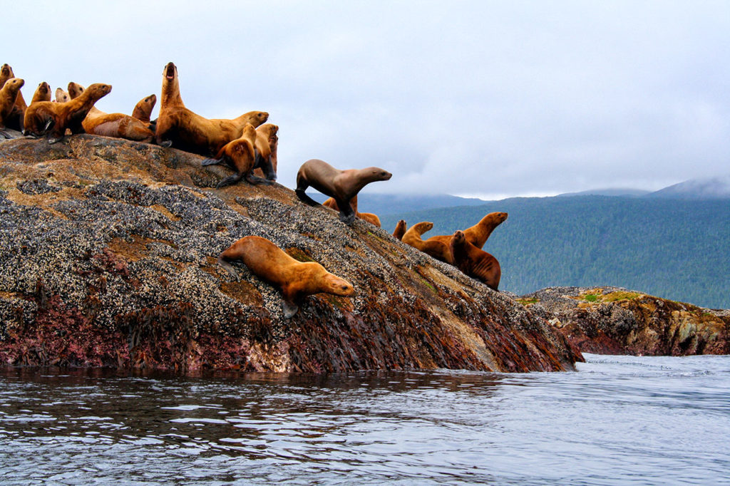 Haida Gwai - Queen Charlottes Sea Lions