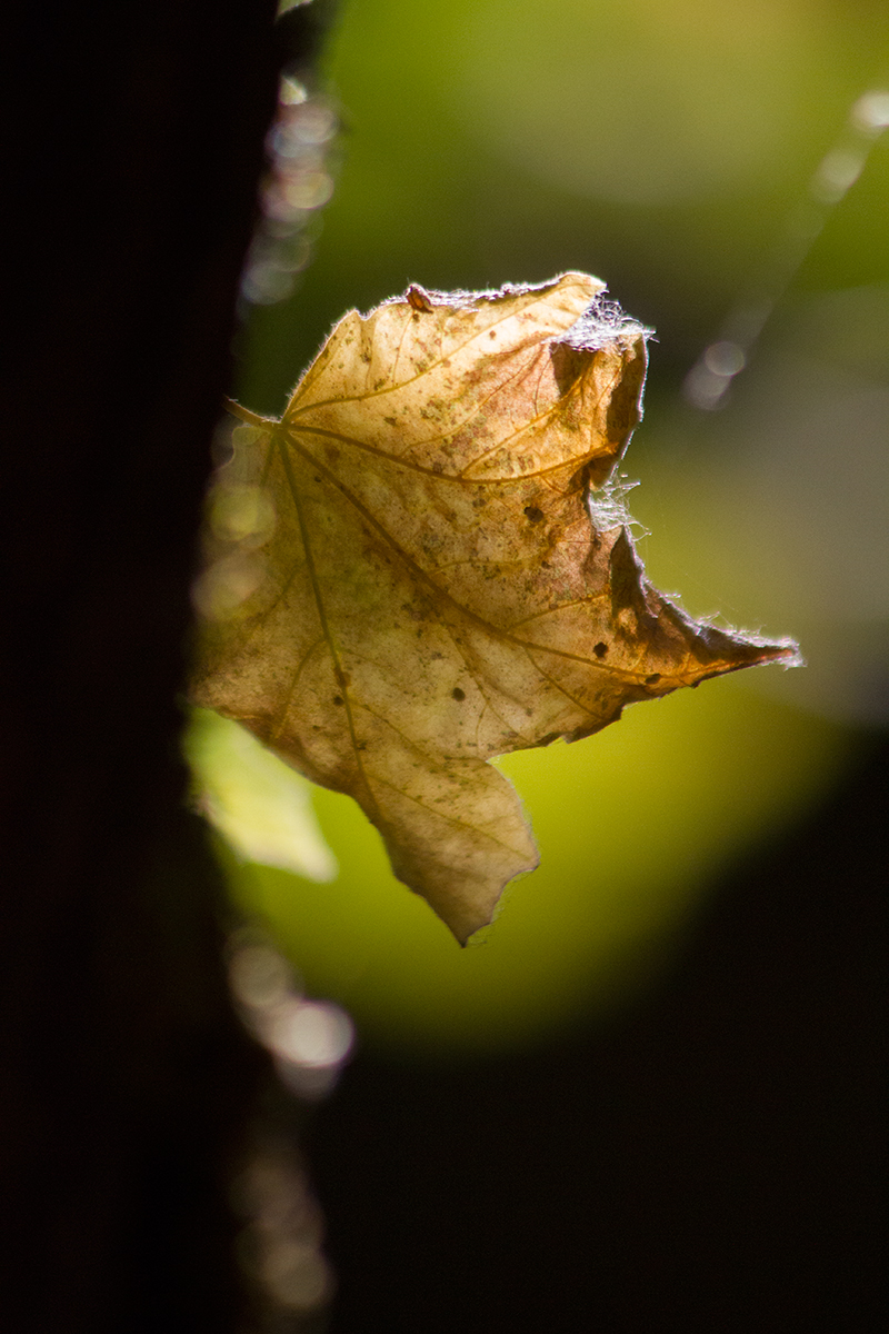 macro image of fall leaf framed in beautiful soft focus background