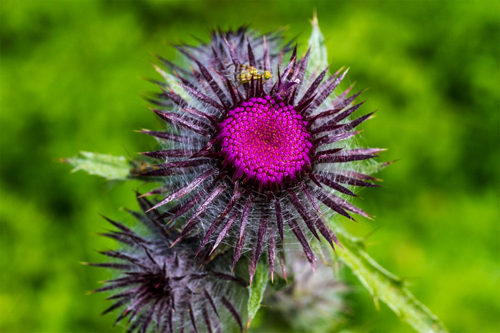 macro of bee on a beautiful mountain flower