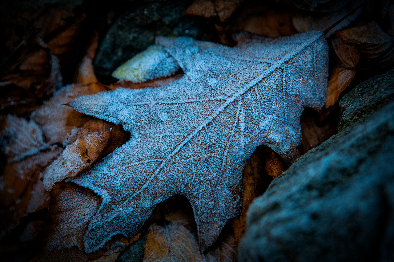frozen leaf in the southern Appalachia mountains