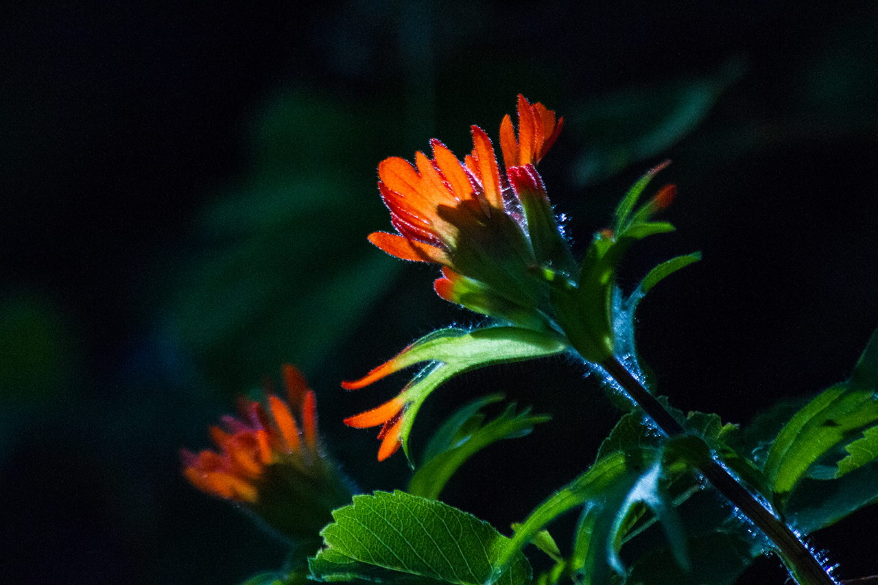 macro image of brilliant orange Indian Paintbrush flower