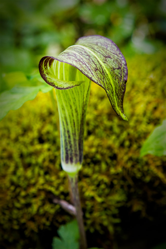 macro image jack in the pulpit flower