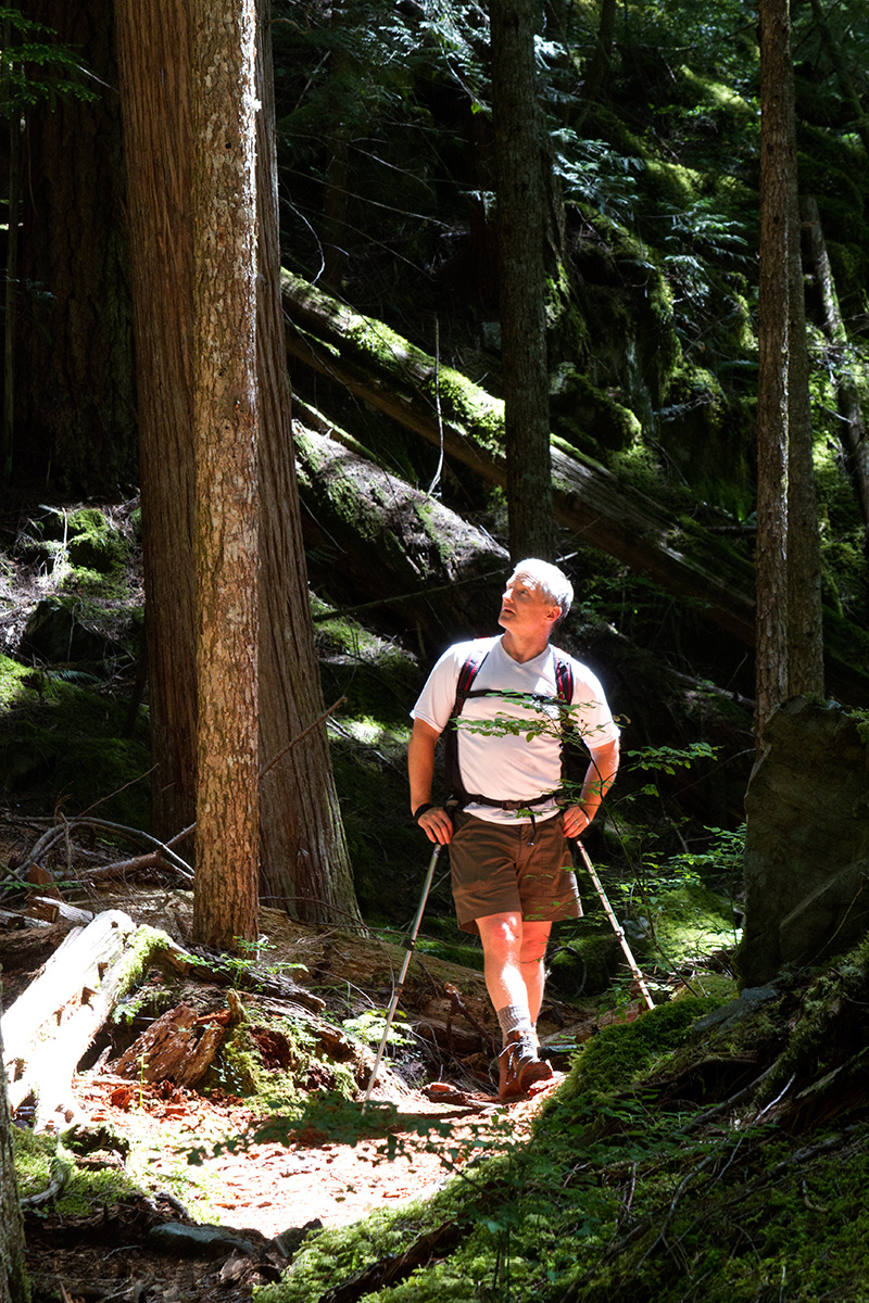 Hiker in a pool of light looks up into forest canopy of western Canadian rainforest