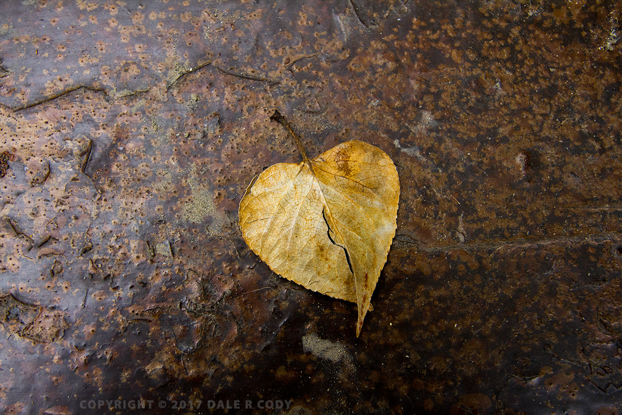 leaf shaped like a heart