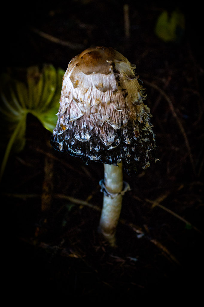 macro image of mushroom on forest floor