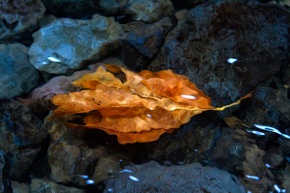 brilliant orange leaf submerged in autumn river