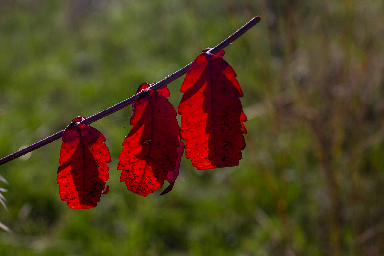row of brilliant red leaves in autumn grassland