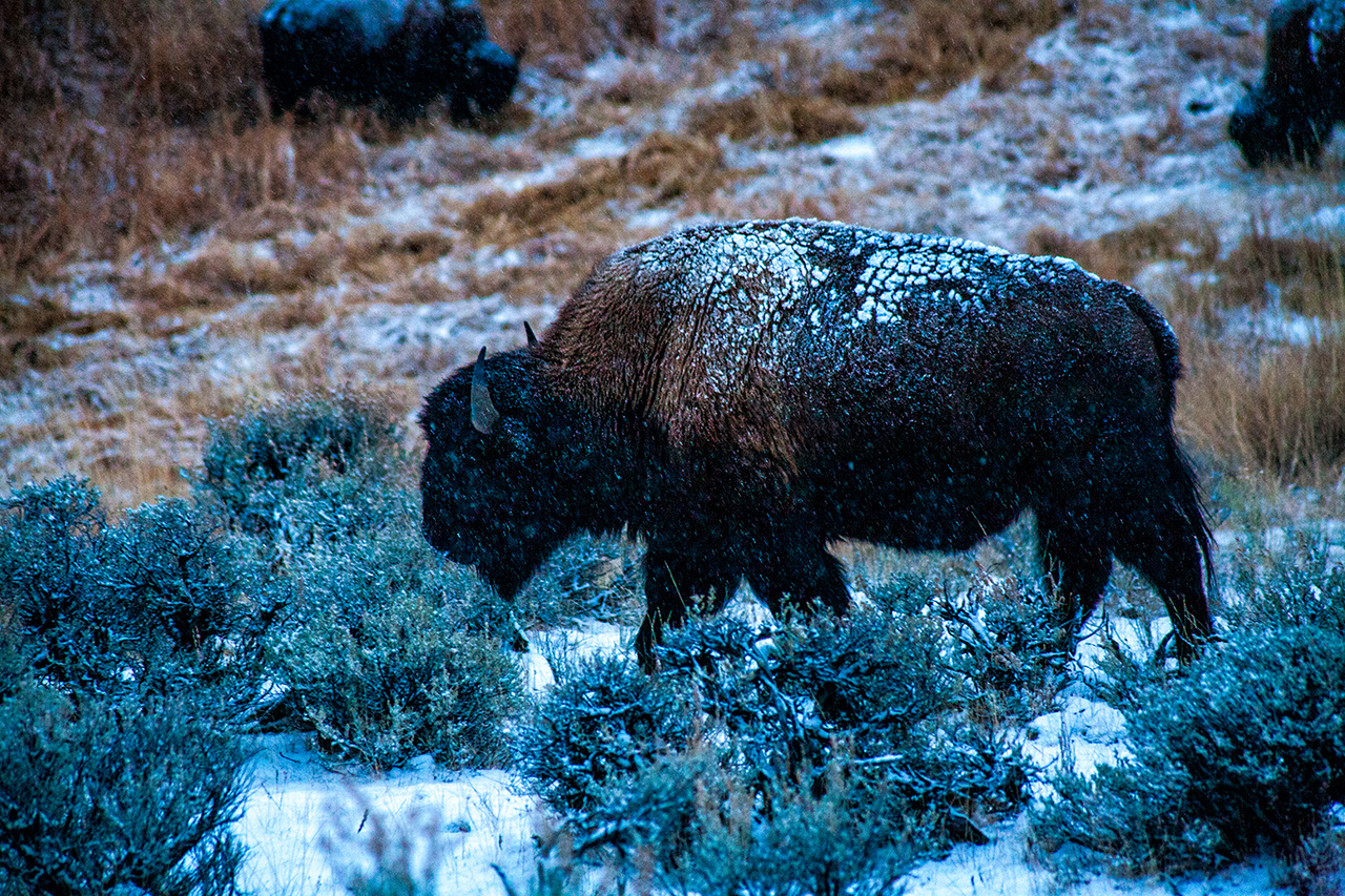 Snow covered Bison forages in frozen Yellowstone National Park in winter