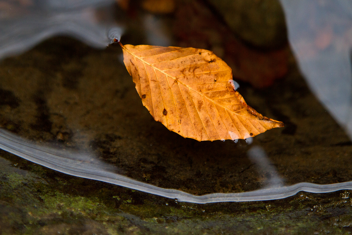 macro of beautiful fall leaf suspended in calm water