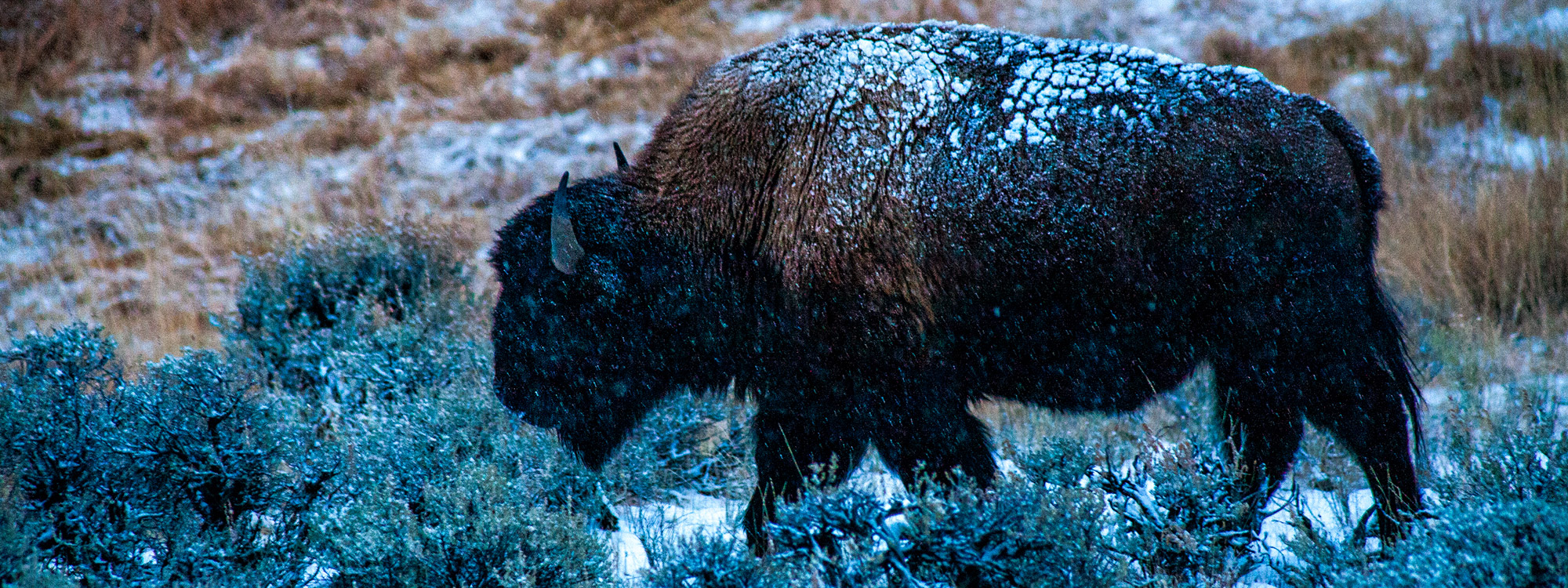 BISON_SLIDER_01_2000x750